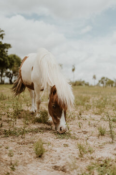 brown and white pony eating grass