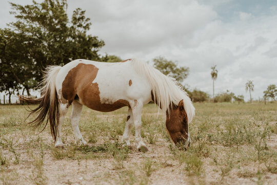 brown and white pony eating grass