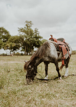 gray and black pony eating grass