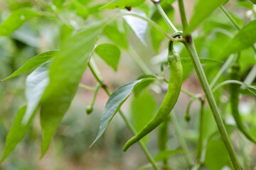 green pepper hanging on a plant.