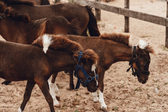 brown ponies playing in corral