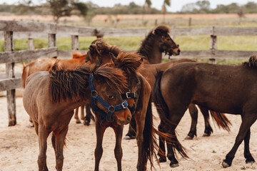 brown ponies playing in corral