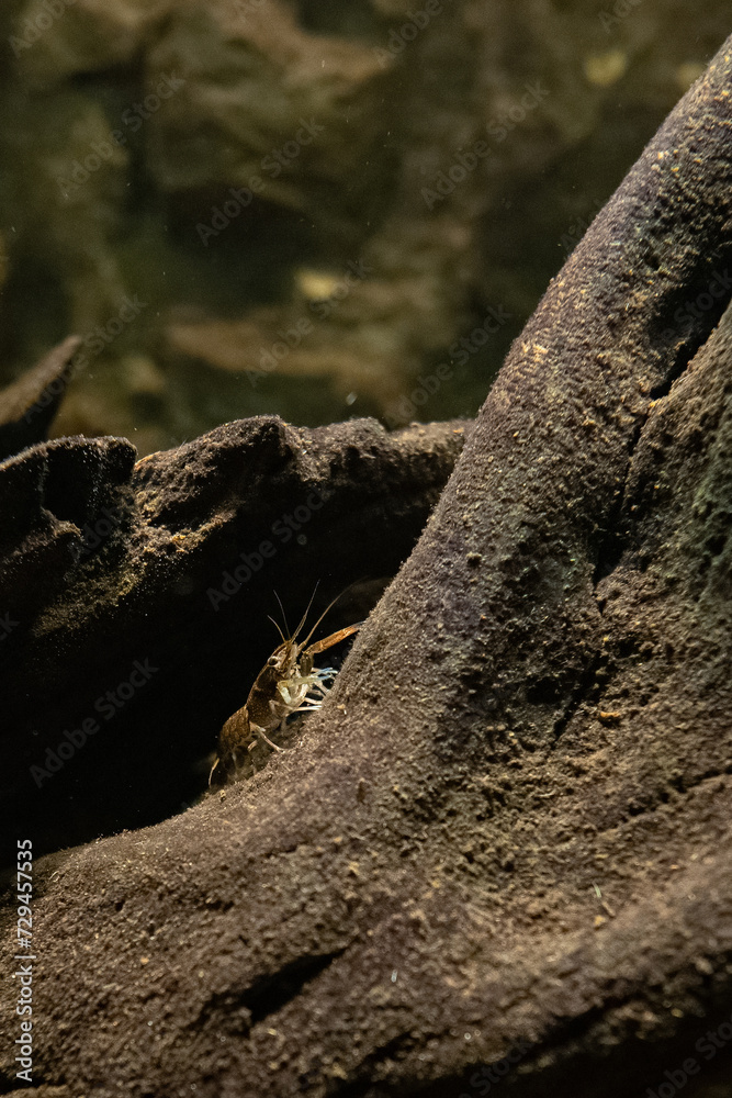 Wall mural red-necked crayfish under the surface.