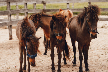 brown ponies playing in corral