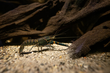 Red-necked crayfish under the surface.