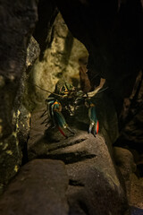 Red-necked crayfish under the surface.