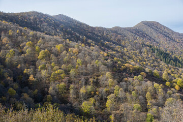 Autumn foliage.
Autumn foliage in a mountain wood. Lombardy, Italy.