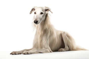 a Borzoi dog is sitting on a white background, in the style of ivory, large canvas format, canon af35m, 32k uhd, white and azure