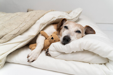 Sleepy dog face cuddling with bear toy. dog Jack Russell terrier under comfortable white bed covered with blanket and beige plaid  hugging bear toy. Cozy cute resting pet at home. Senior pet resting  - obrazy, fototapety, plakaty