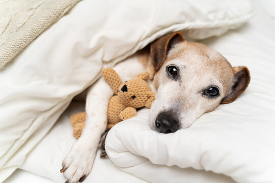 Relaxing dog in white bed sleepy eyes looking at camera before falling asleep. Chilling senior pet Jack Russell terrier with grey haired face. cuddling with bear toy in cozy bed at home. Calm moment