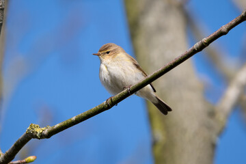 Chiffchaff on a Branch