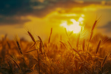 Naklejka premium field of wheat
