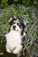 Smiling border collie in flowers. Adult border collie is in flowers in garden. He has so funny face.	
