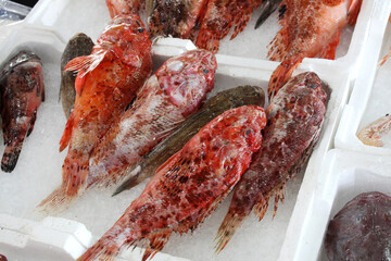 Red scorpion fish for sale in a fish shop
