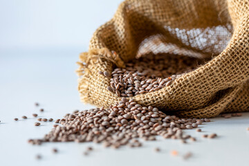 Raw lentils macro view coming out of a sack and spreading on a white table with a white background