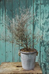 Corokia cotoneaster - Home plant decoration
