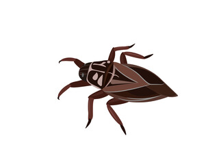 Lethocerus indicus on white background