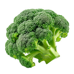 Fresh Broccoli Floret Isolated on Transparent or White Background, PNG