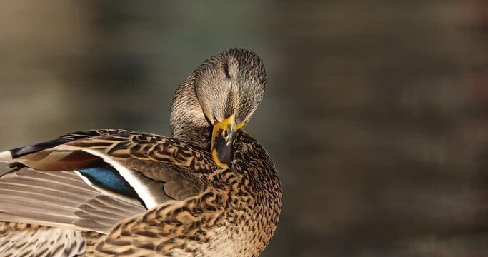 4 k movie of female Mallard duck swims and cleans his feathers on a lake in a sunny day.