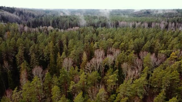 forest in autumn whit fogy day