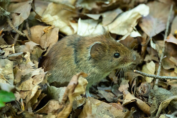 Bank Vole in Leaves