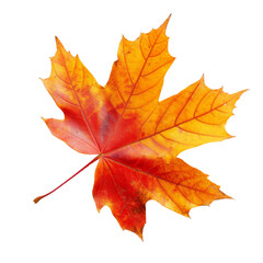 Obraz premium Autumn Maple Leaf Isolated on Transparent or White Background, PNG