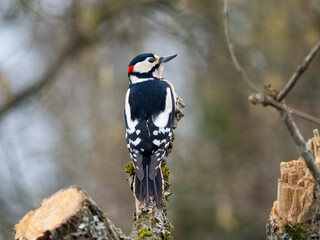 Fototapeta premium Buntspecht&nbsp;(Dendrocopos major)