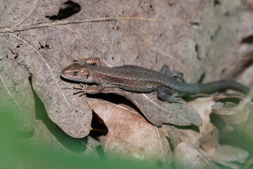 Sunbathing Lizard on Leaves