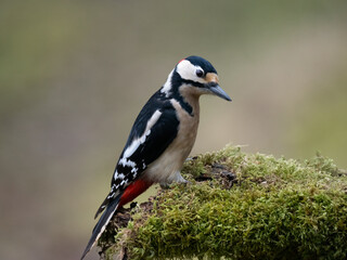 Buntspecht (Dendrocopos major)