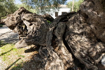 Fototapeta na wymiar Olive trees in the olive grove of the Greek island. Old olive tree in the park in Greece. Olive grove in the countryside of the island of Zakynthos. Olive tree plantation. 