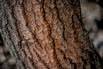 Photo of aspen tree bark closeup