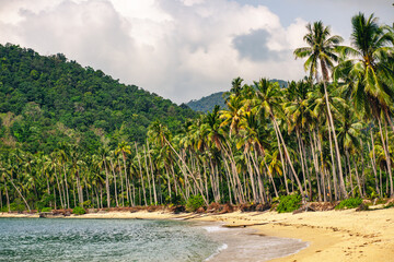 beach with palm trees