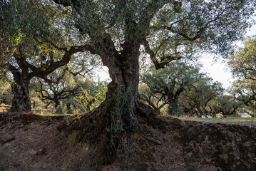 Olive trees in the olive grove of the Greek island. Old olive tree in the park in Greece. Olive grove in the countryside of the island of Zakynthos. Olive tree plantation. 