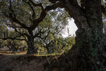 Olive trees in the olive grove of the Greek island. Old olive tree in the park in Greece. Olive grove in the countryside of the island of Zakynthos. Olive tree plantation. 