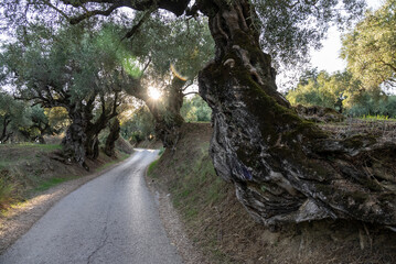 Olive trees in the olive grove of the Greek island. Old olive tree in the park in Greece. Olive...