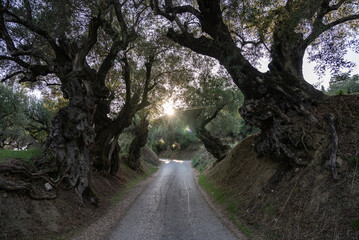 Olive trees in the olive grove of the Greek island. Old olive tree in the park in Greece. Olive...