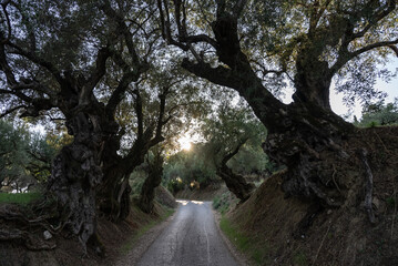 Olive trees in the olive grove of the Greek island. Old olive tree in the park in Greece. Olive grove in the countryside of the island of Zakynthos. Olive tree plantation. 