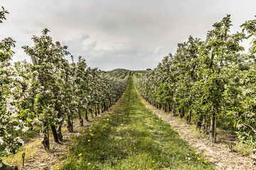 Landscape image of vineyard rows. Salem, Germany