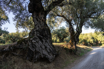 Olive trees in the olive grove of the Greek island. Old olive tree in the park in Greece. Olive...