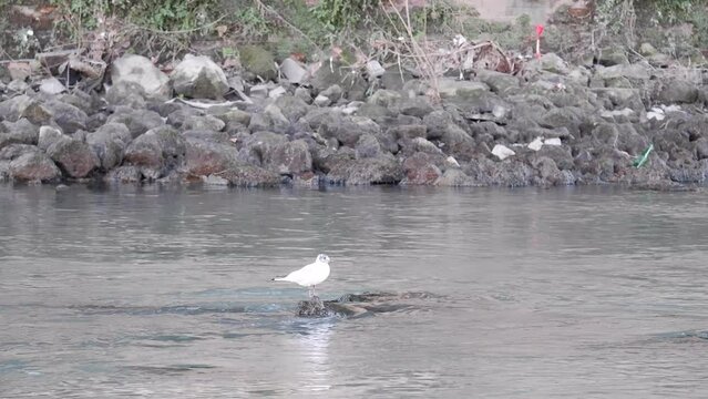 Bird  saddled the headwind, fly over the lake and training in fishing on a sunny summer evening.