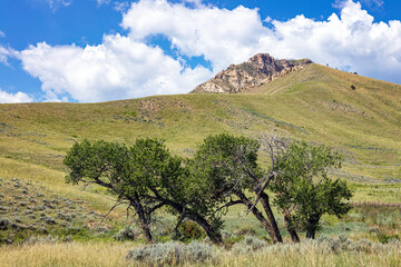 Hill, cottonwood trees and summer meadow landscape near Cody Wyoming, USA. - obrazy, fototapety, plakaty