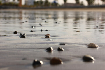 the wet shore of the sea beach with pebbles and shells after low tide