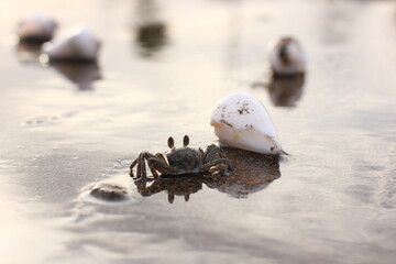 	
sea crab on a sandy beach with shells