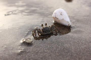 sea crab on a sandy beach with shells