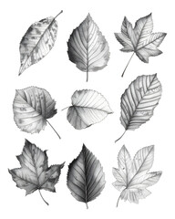 Pencil sketches of birch leaves, delicate and detailed.