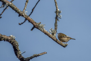 the goldcrest the smallest resident bird in Britain perched on the branch of a tree with blue sky in the background