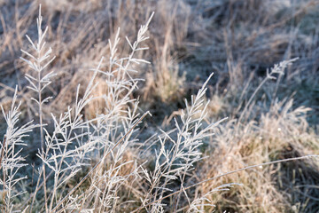 Fototapeta premium frost wildflowers with a blurred wintry background