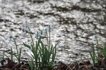White bell shaped flowers of Snowdrops Galanthus nivalis growing on the river bank with blurred water in the background