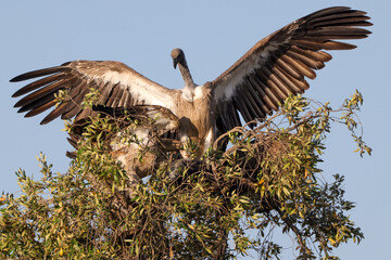cape vultures on the top of a tree in Maasai Mara NP