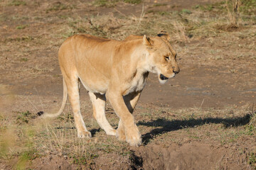 a walking lioness in Maasai Mara NP